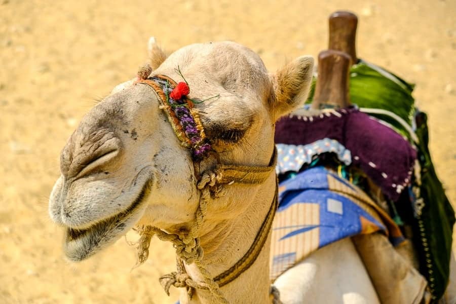 camel ride